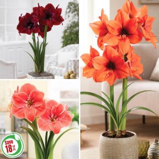 Amaryllis Collection 1 Thumbnail